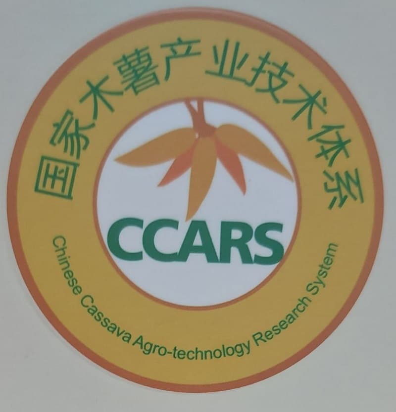 Cassava